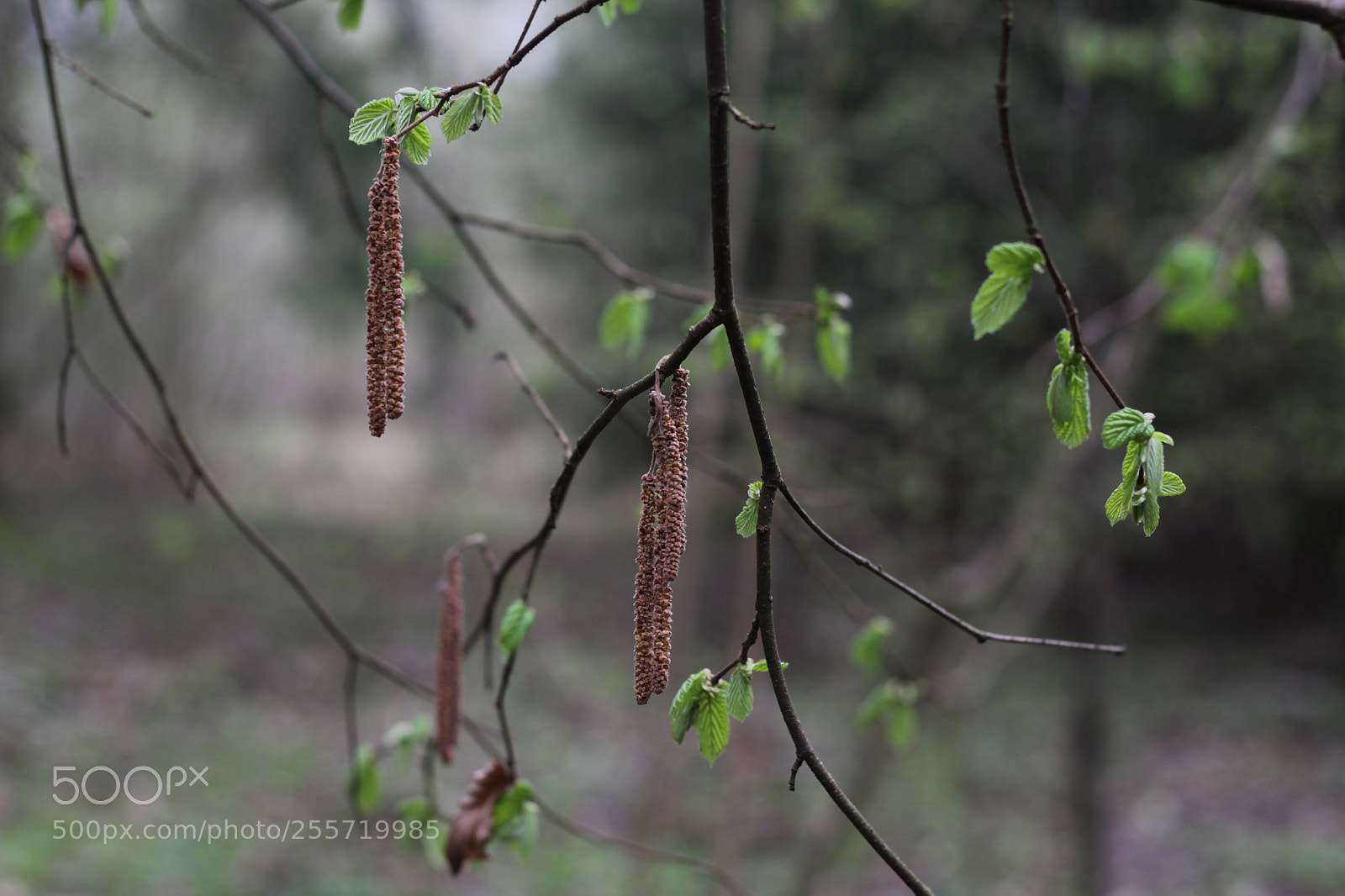 Canon EOS 1200D (EOS Rebel T5 / EOS Kiss X70 / EOS Hi) + Canon EF 50mm F1.8 STM sample photo. Branch of hazel photography