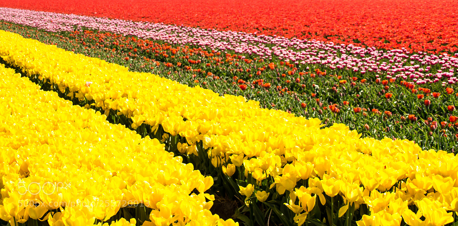 Canon EOS 100D (EOS Rebel SL1 / EOS Kiss X7) sample photo. Tulip days iii photography