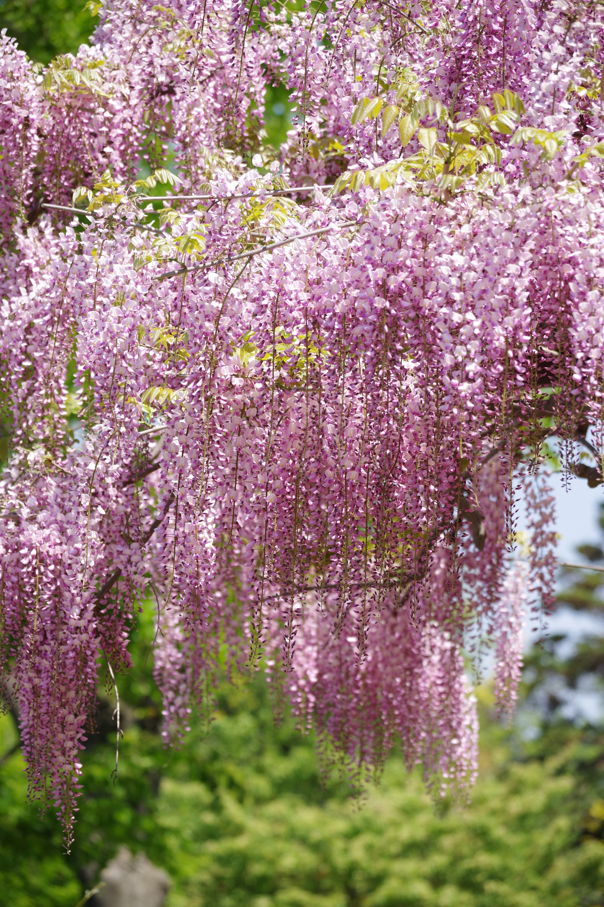 Pentax K-70 sample photo. Japanese wisteria 2018 #4 photography