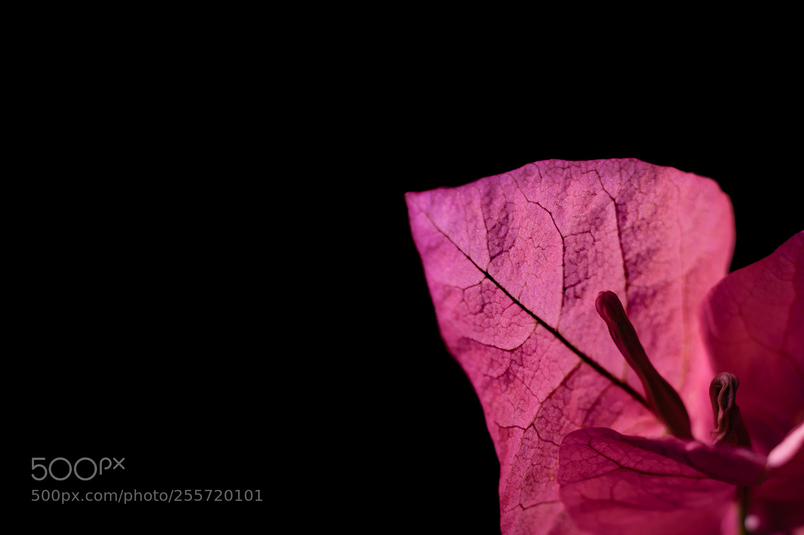 Fujifilm X-T2 sample photo. Macro veins photography