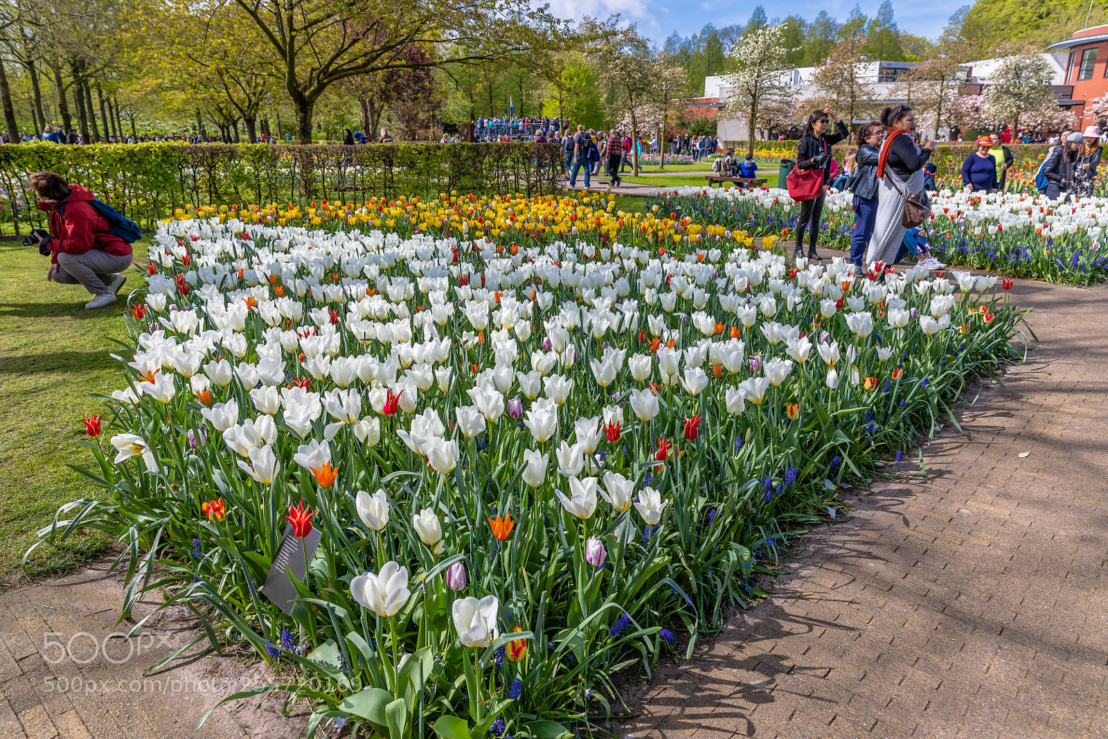 Canon EOS 5D Mark IV sample photo. Keukenhof photography