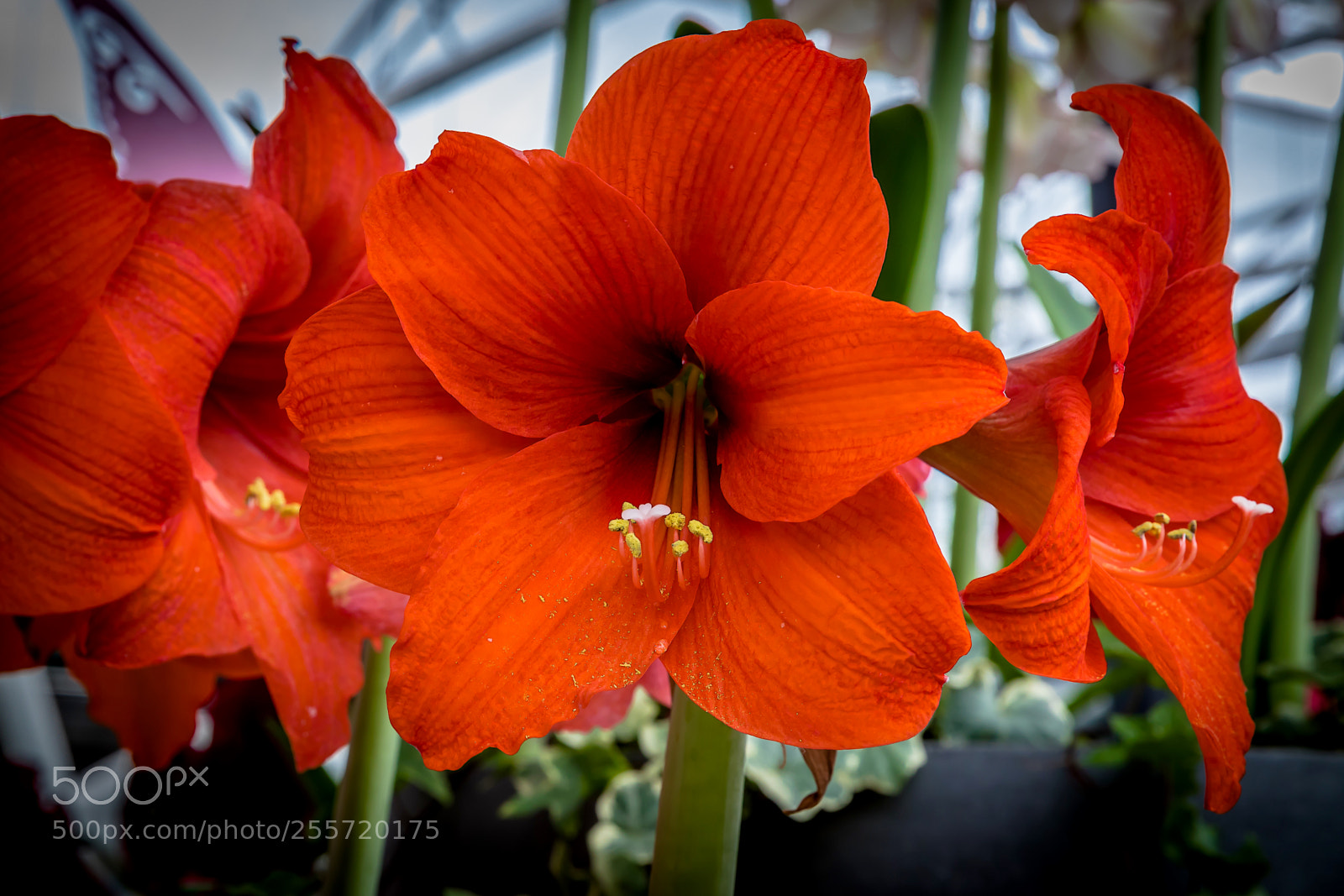 Canon EOS 5D Mark IV sample photo. Keukenhof photography