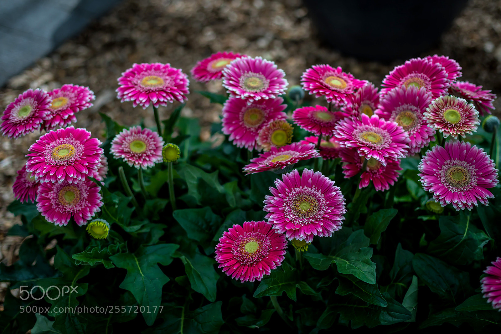 Canon EOS 5D Mark IV sample photo. Keukenhof photography
