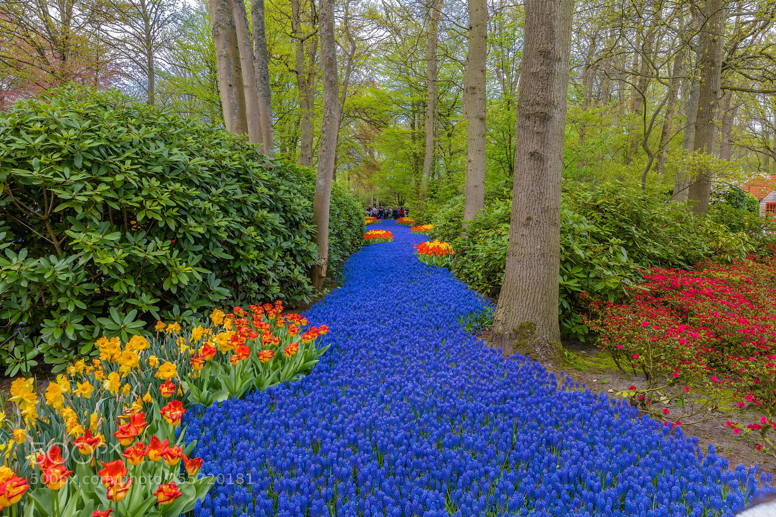 Canon EOS 5D Mark IV sample photo. Keukenhof photography