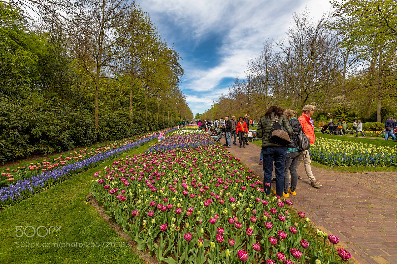 Canon EOS 5D Mark IV sample photo. Keukenhof photography