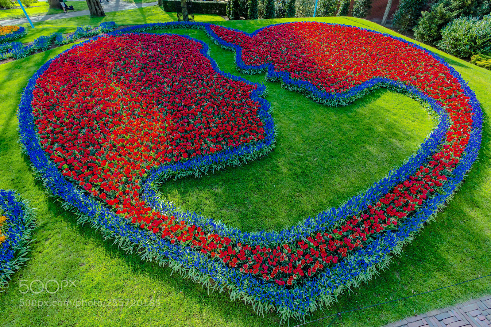 Canon EOS 5D Mark IV sample photo. Keukenhof photography