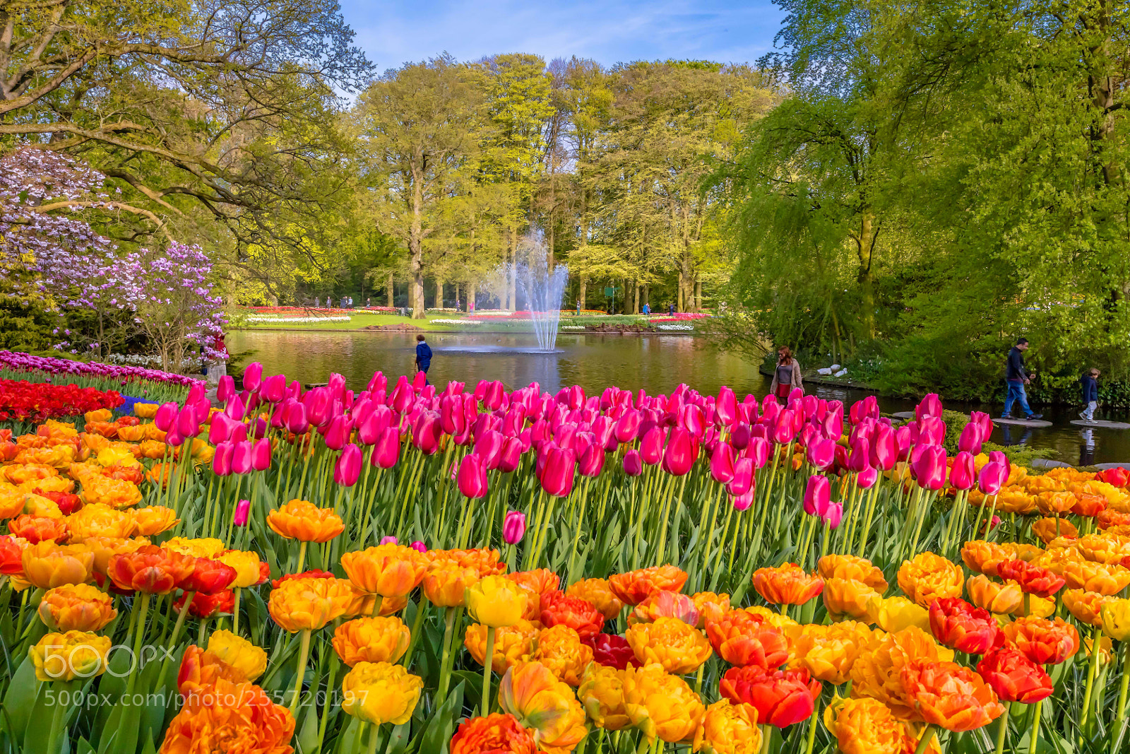 Canon EOS 5D Mark IV sample photo. Keukenhof photography