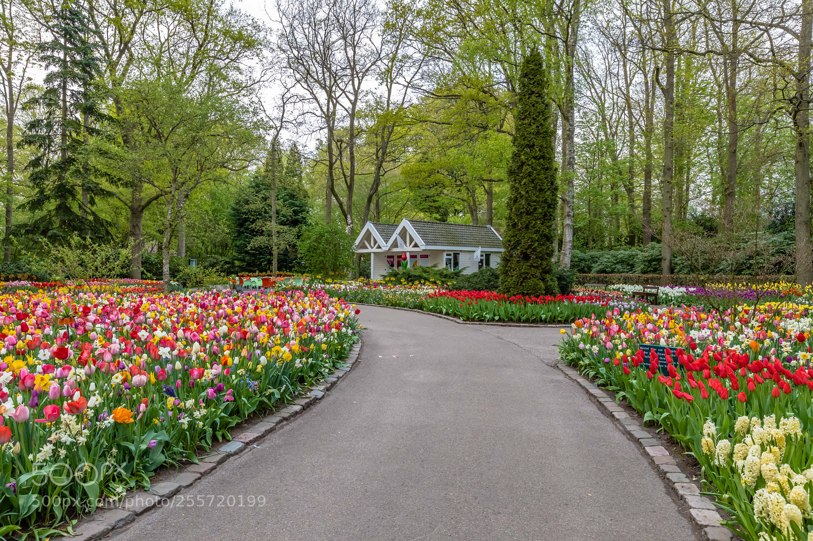 Canon EOS 5D Mark IV sample photo. Keukenhof photography