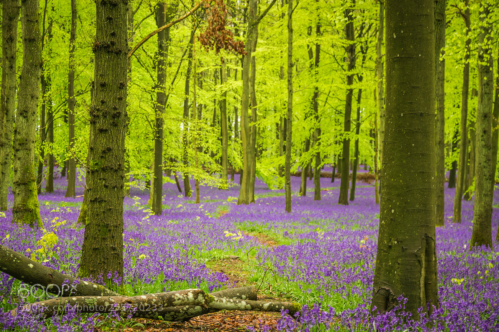 Canon EOS 7D Mark II sample photo. Bluebells at dockey wood photography