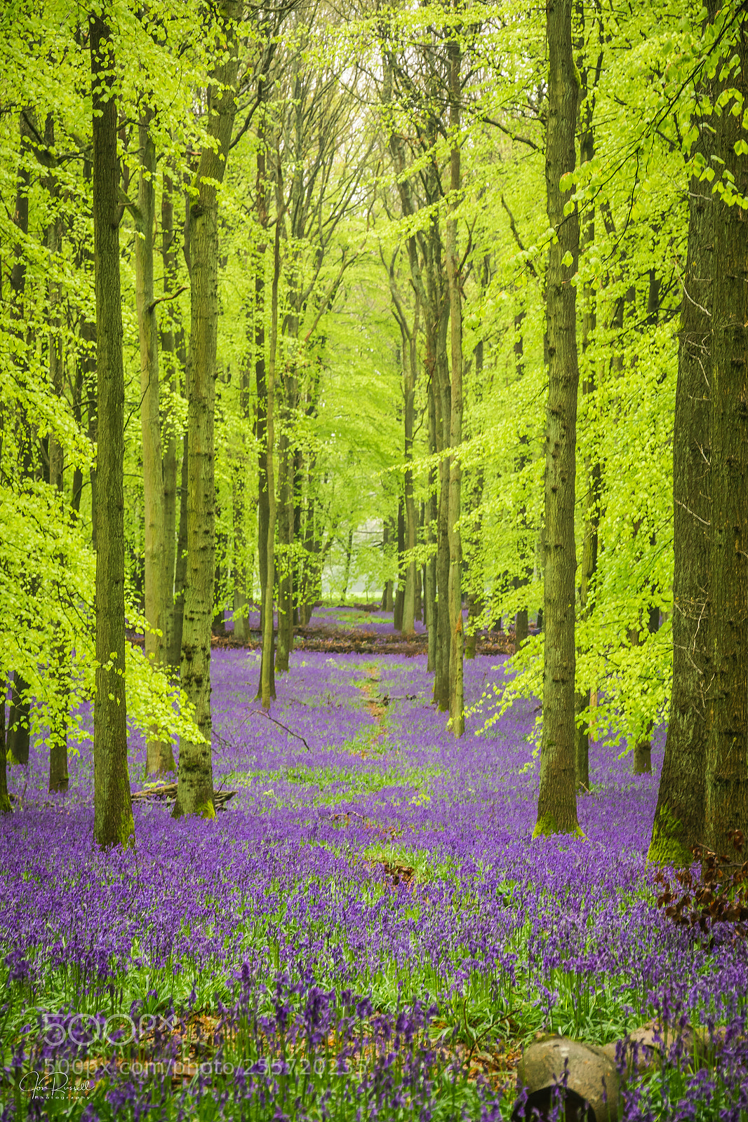 Canon EOS 7D Mark II sample photo. Bluebells at dockey wood photography