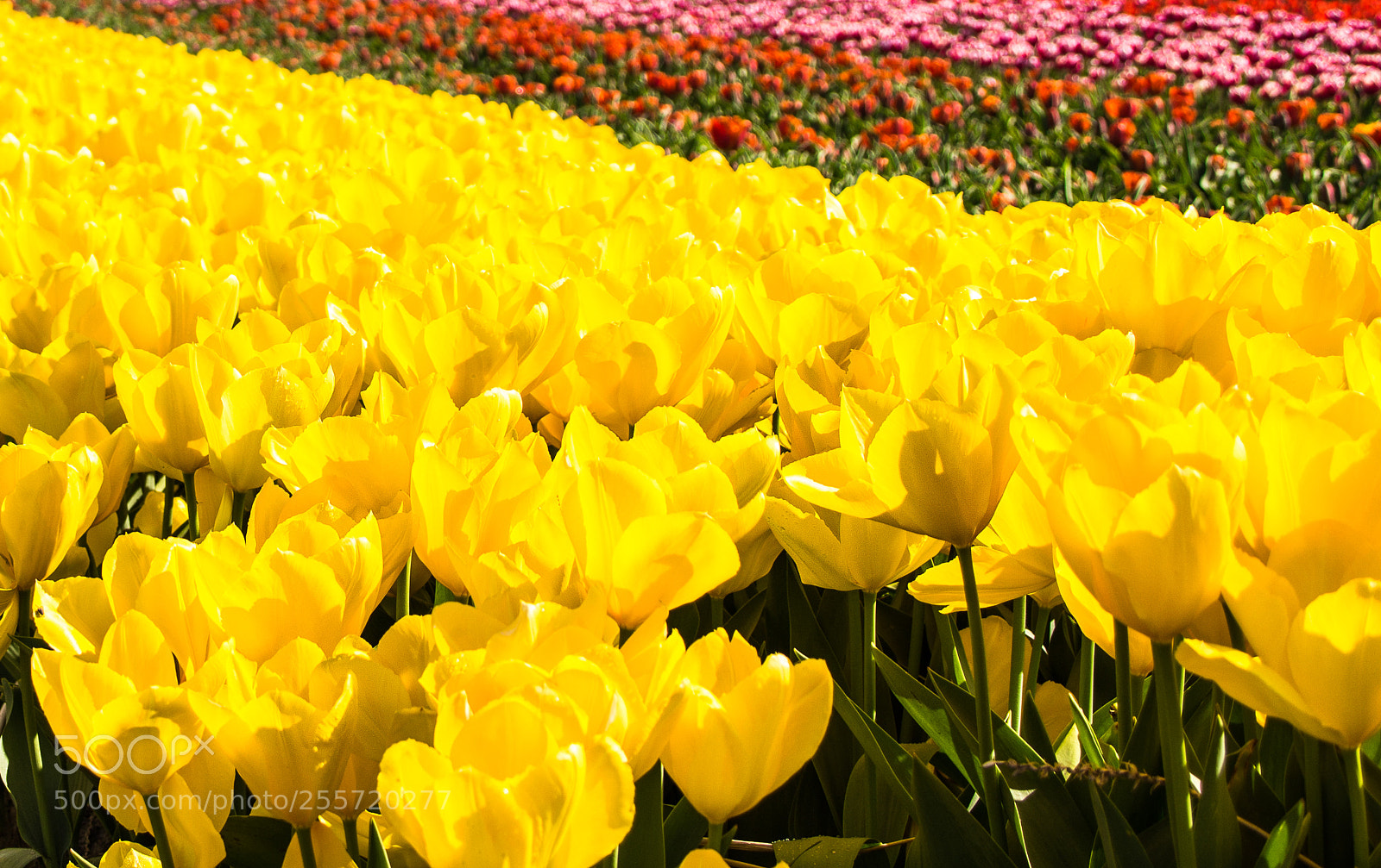 Canon EOS 100D (EOS Rebel SL1 / EOS Kiss X7) sample photo. Tulip days ii photography