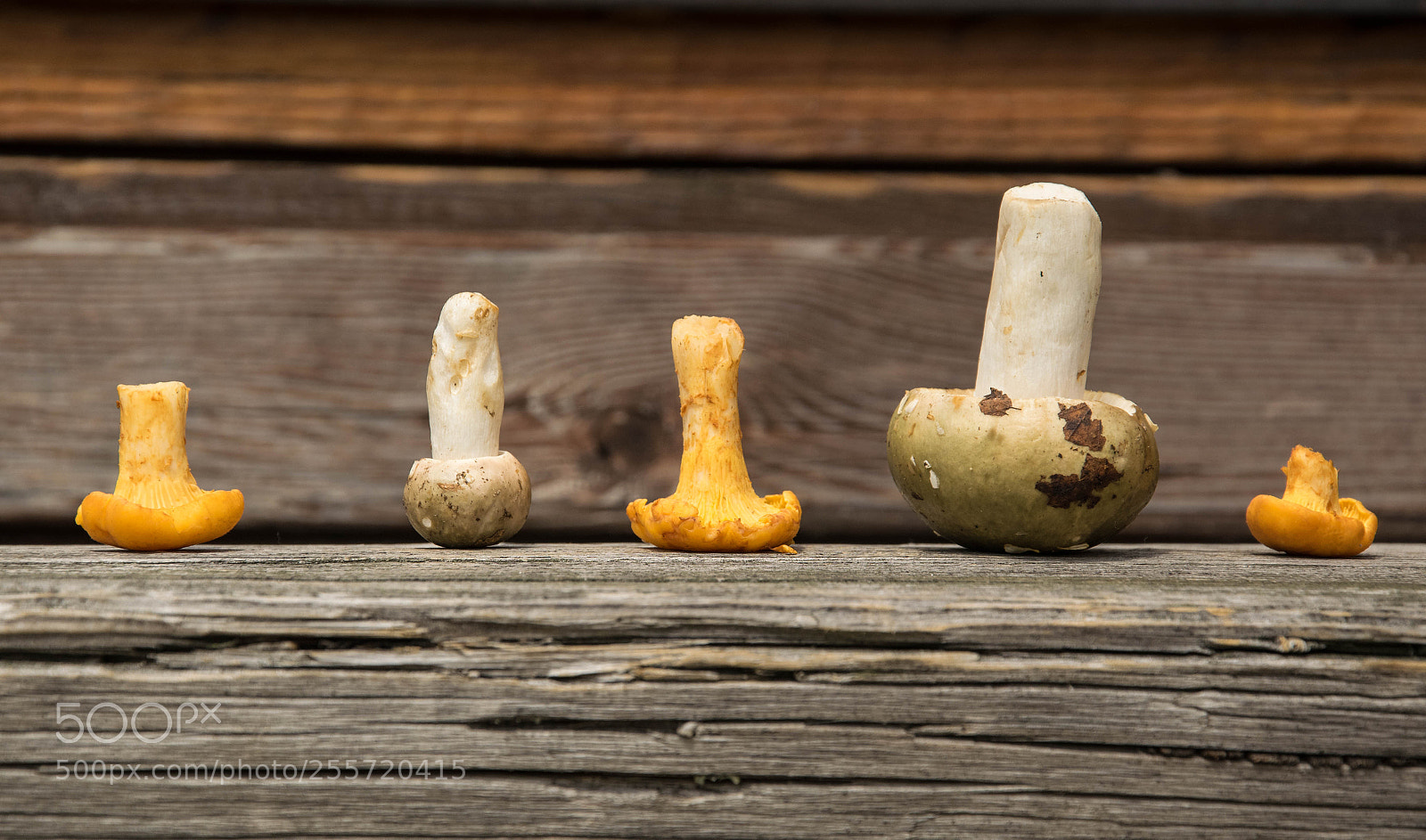 Nikon D3300 sample photo. Forest fruits photography