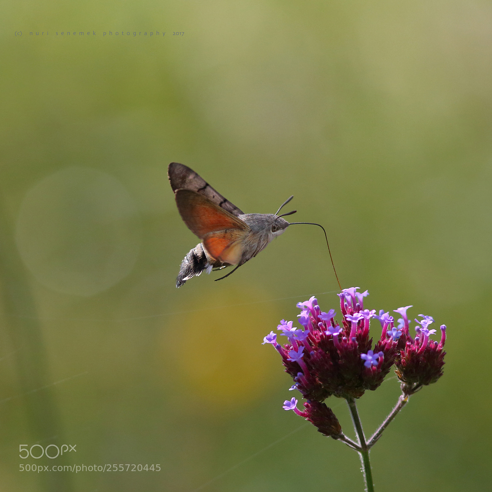Canon EOS-1D Mark IV sample photo. Macroglossum stellatarum photography