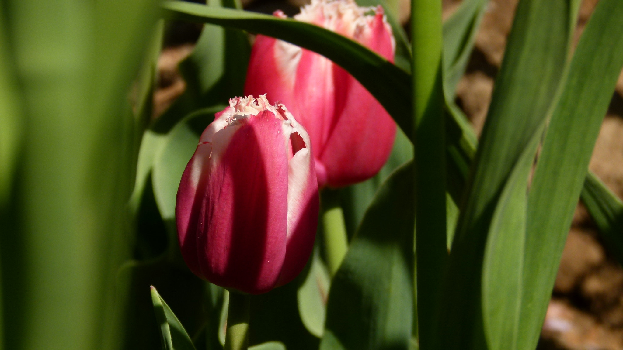 Leica V-Lux 2 sample photo