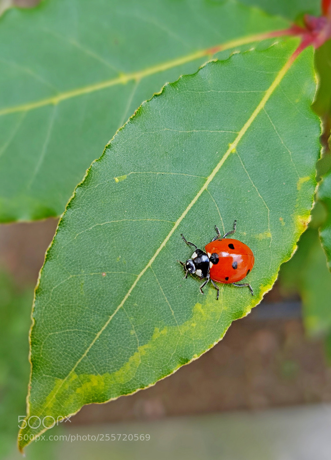 Samsung Galaxy S7 sample photo. Ladybug photography