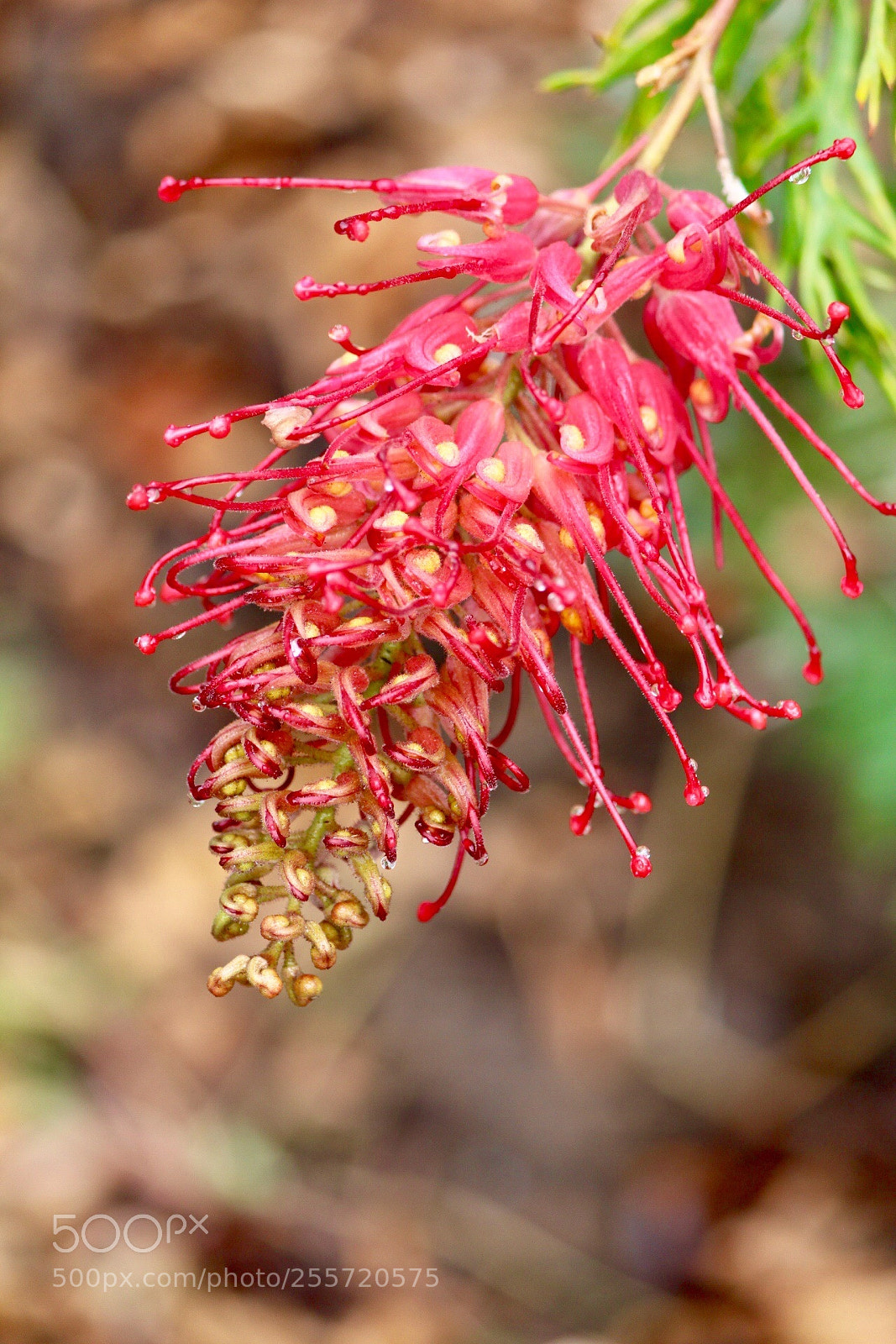 Canon EOS 700D (EOS Rebel T5i / EOS Kiss X7i) sample photo. Little john photography