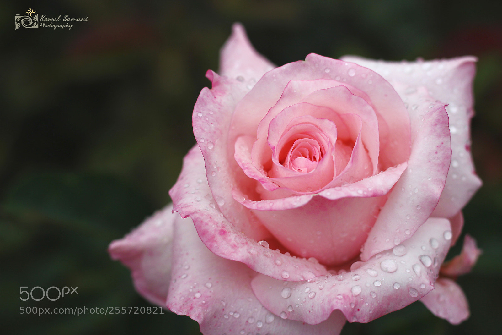 Canon EOS 550D (EOS Rebel T2i / EOS Kiss X4) sample photo. Drenched in love! photography
