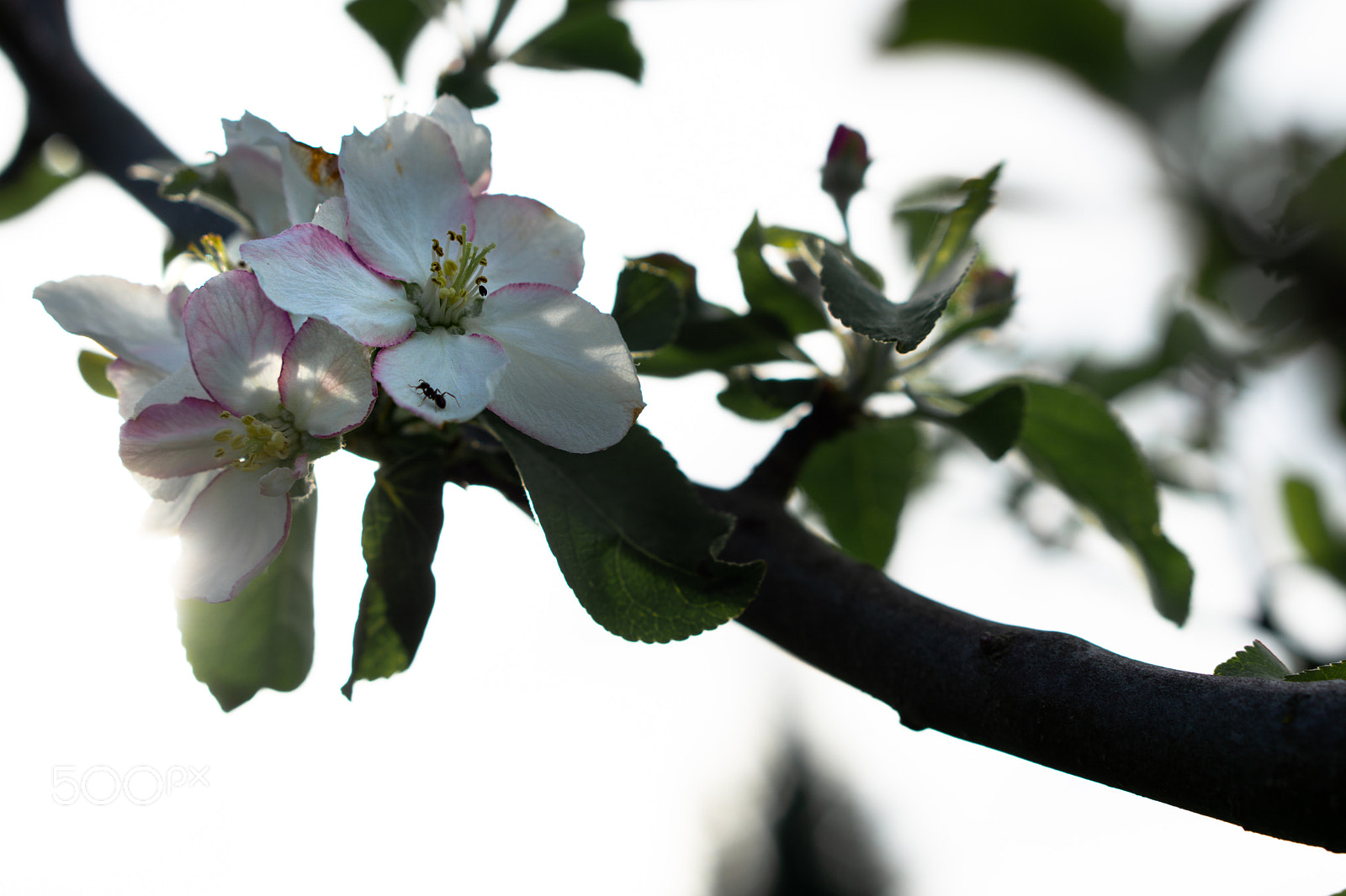 Sony a6000 sample photo. Blossom photography