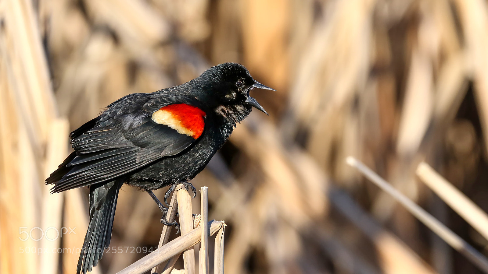 Canon EOS 7D Mark II sample photo. Red-winged blackbird photography
