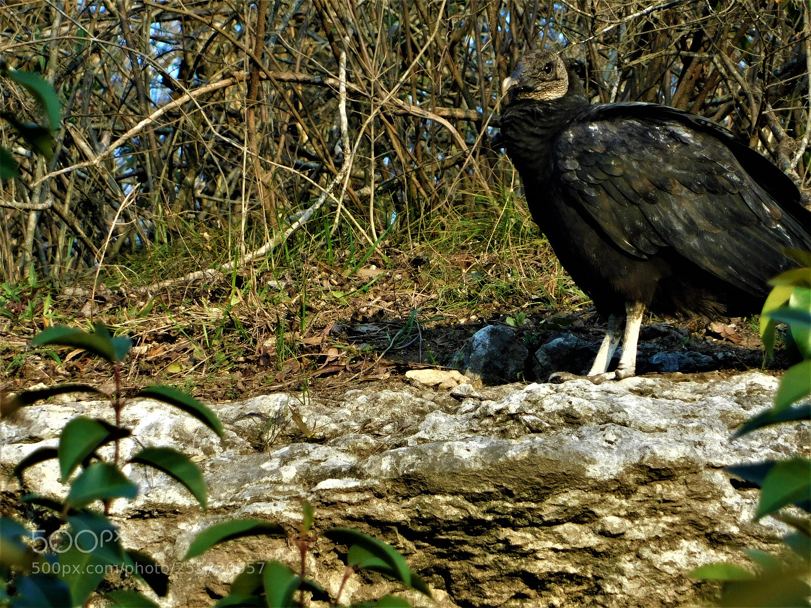 Nikon Coolpix B500 sample photo. () photography