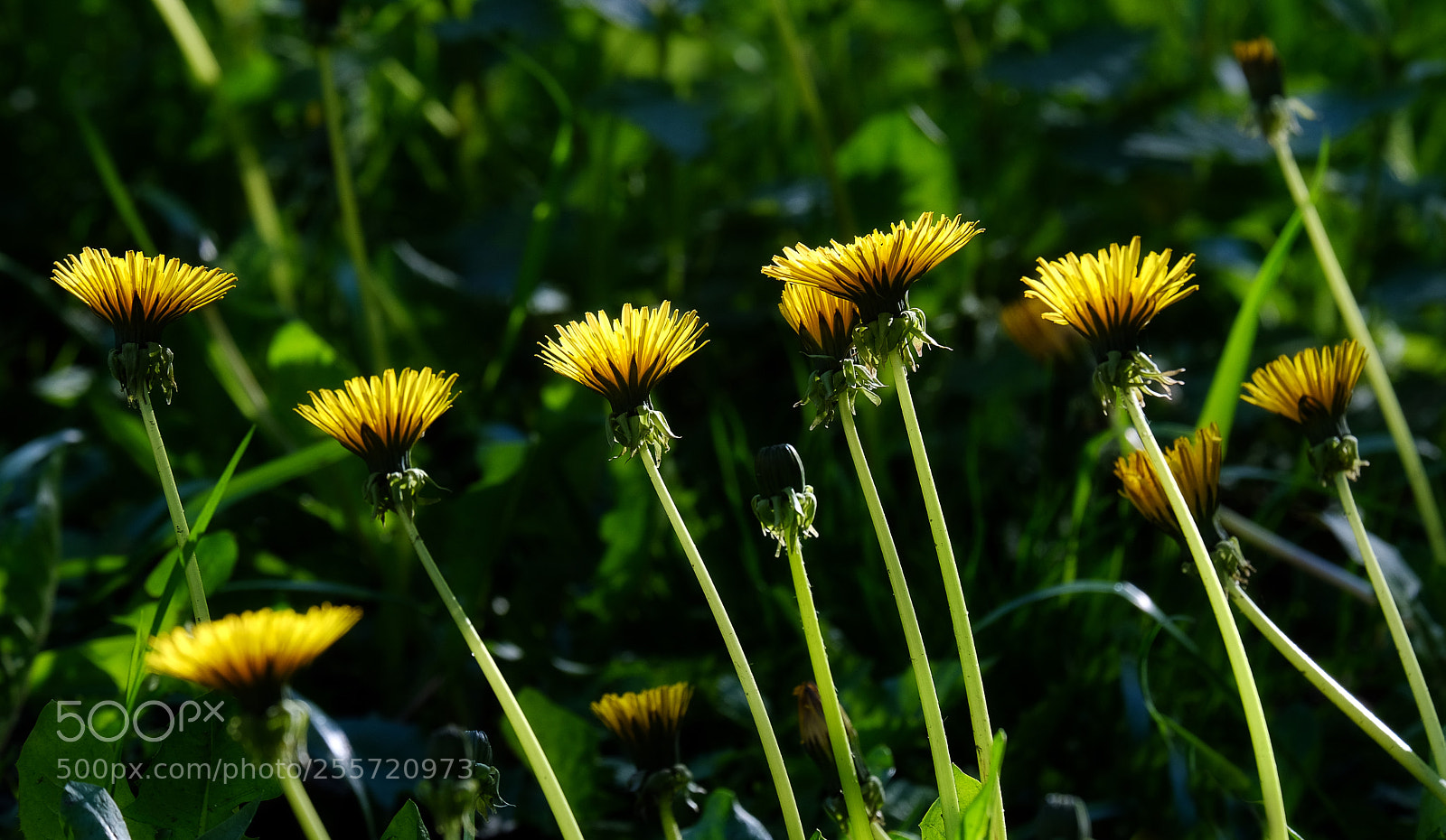 Fujifilm X-T20 sample photo. Little sunshine photography