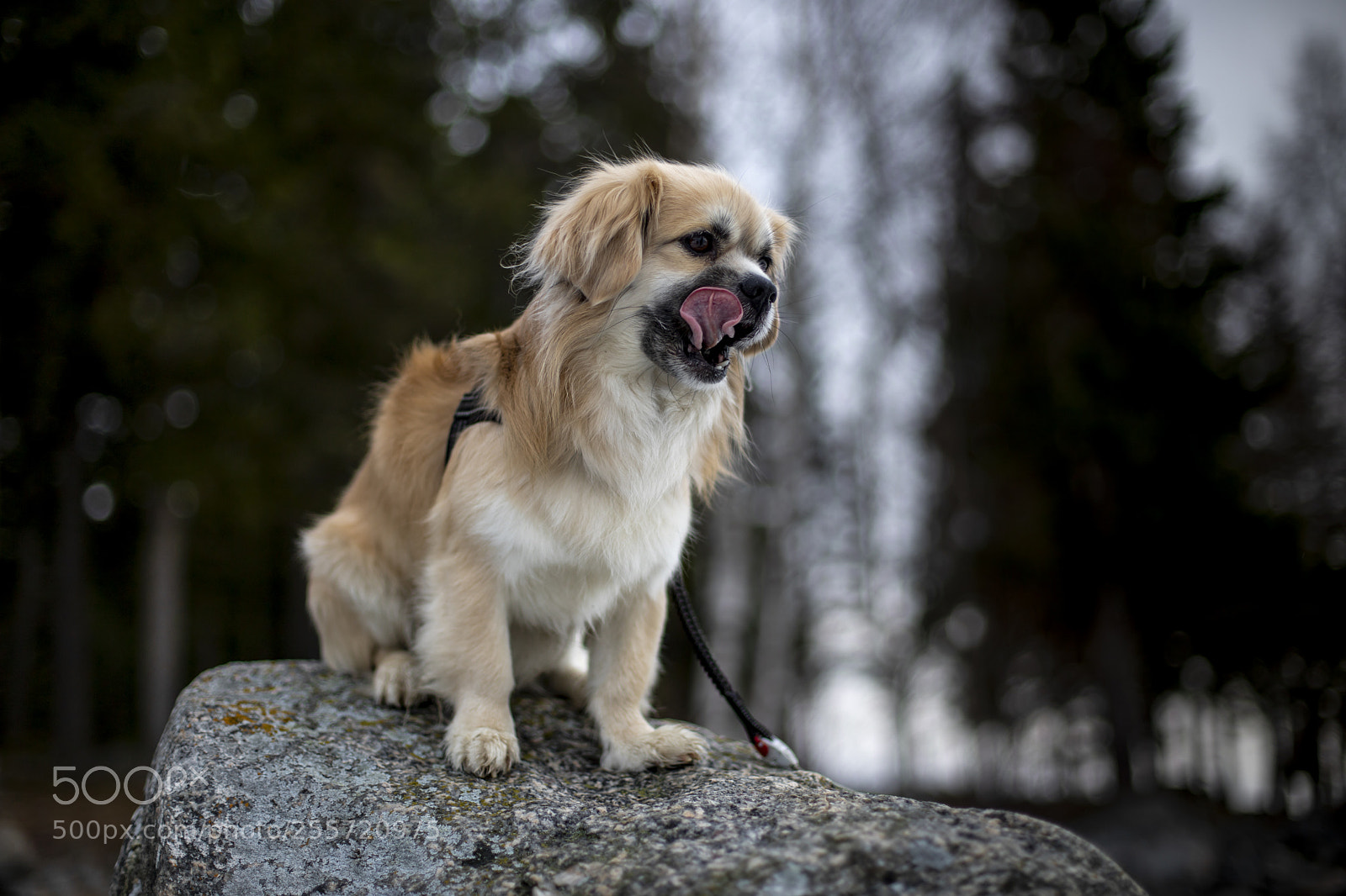 Canon EOS 6D Mark II sample photo. Lickitylick photography