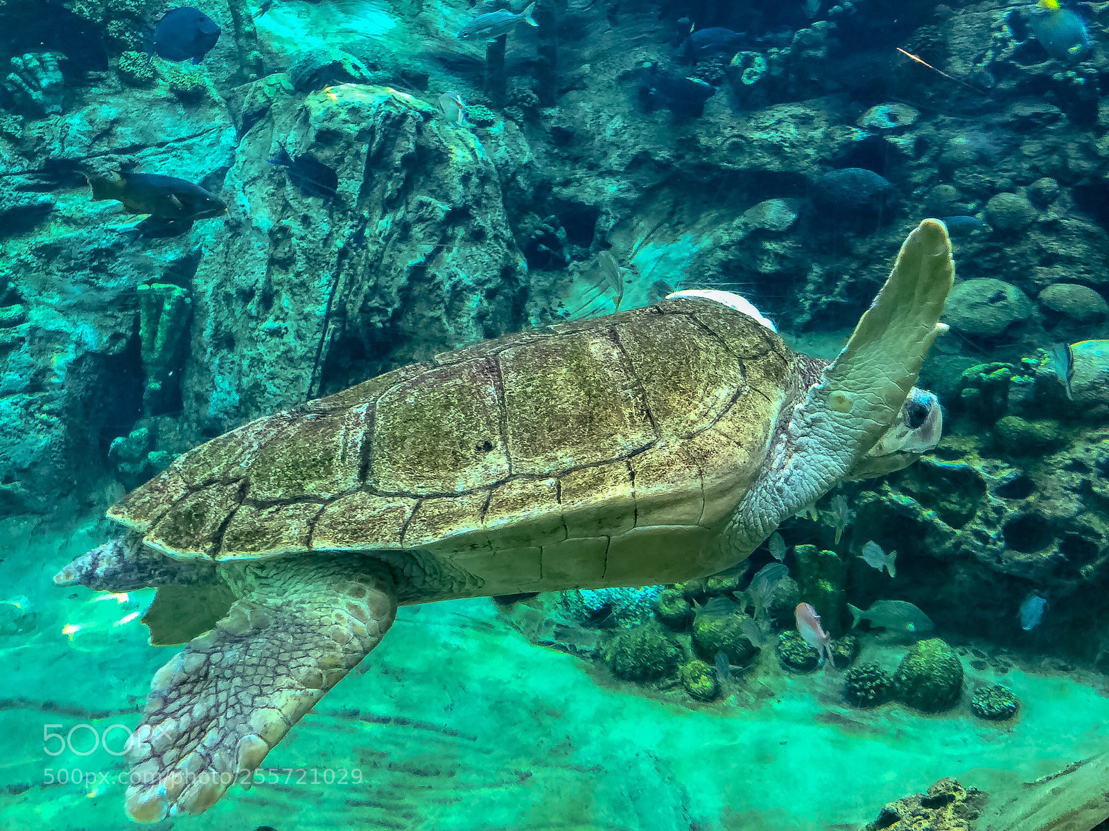 Apple iPhone X sample photo. Sea turtle  photography