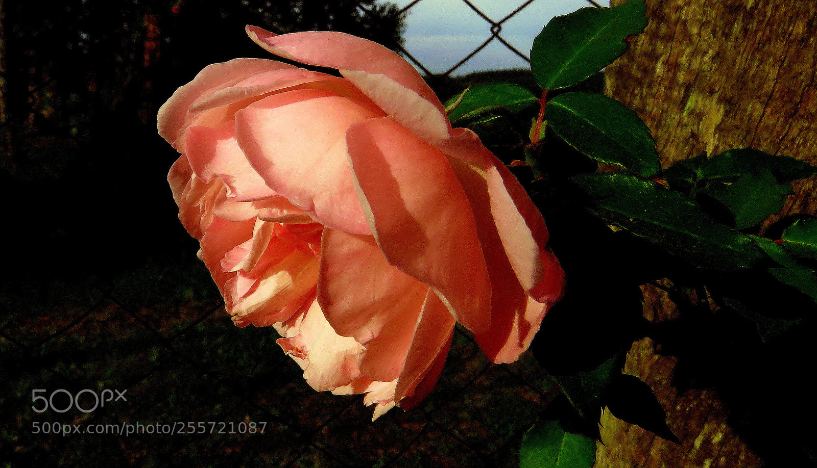 Canon PowerShot SX60 HS sample photo. Rose flower ... photography