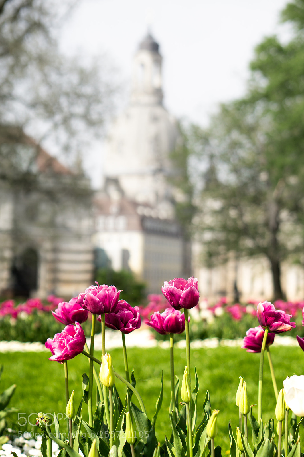 Sony a6000 sample photo. Blooming spring photography