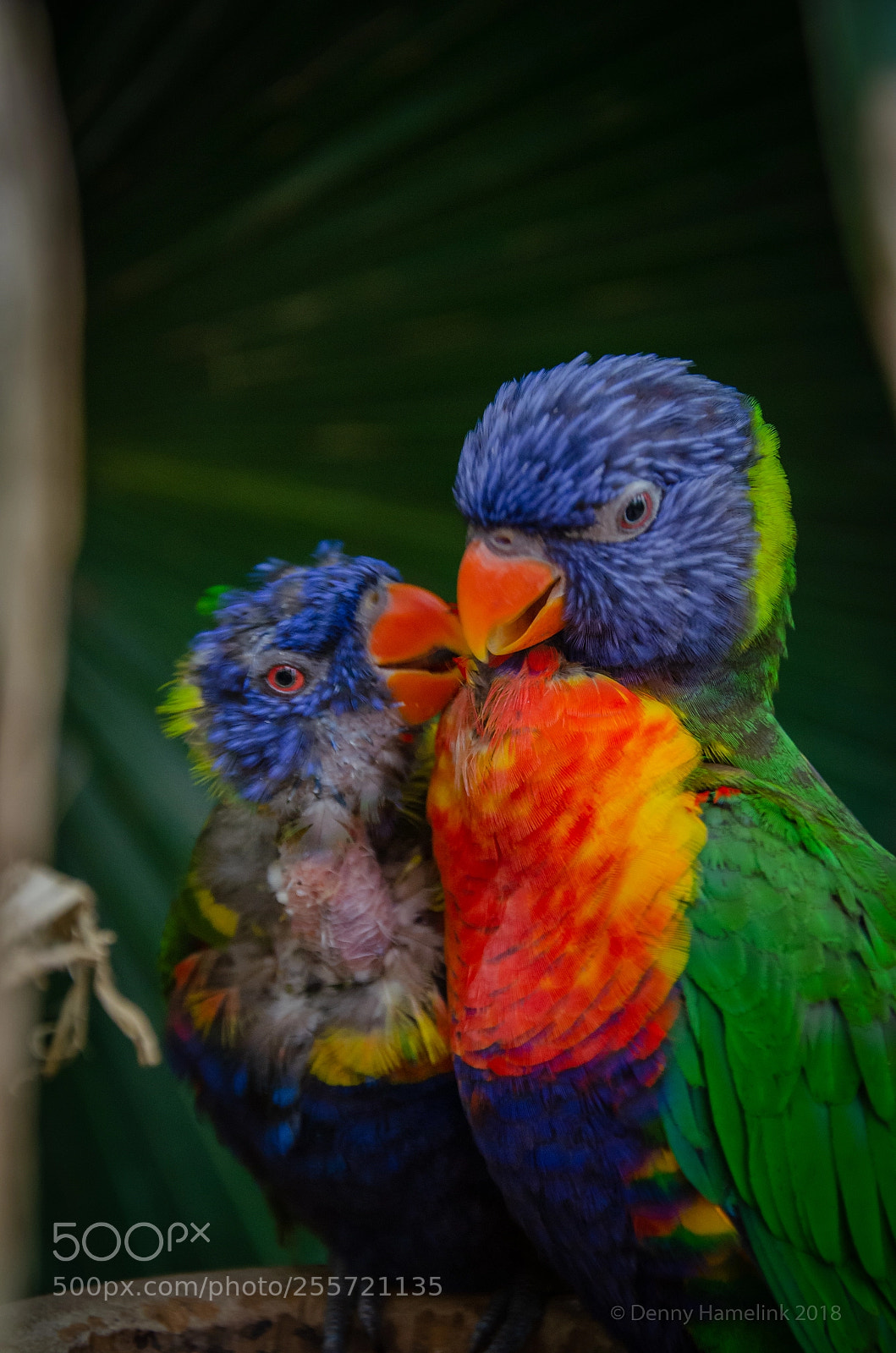 Nikon D7000 sample photo. Always together photography