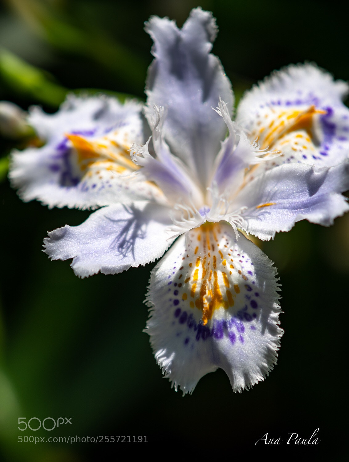 Nikon D500 sample photo. Flower  photography