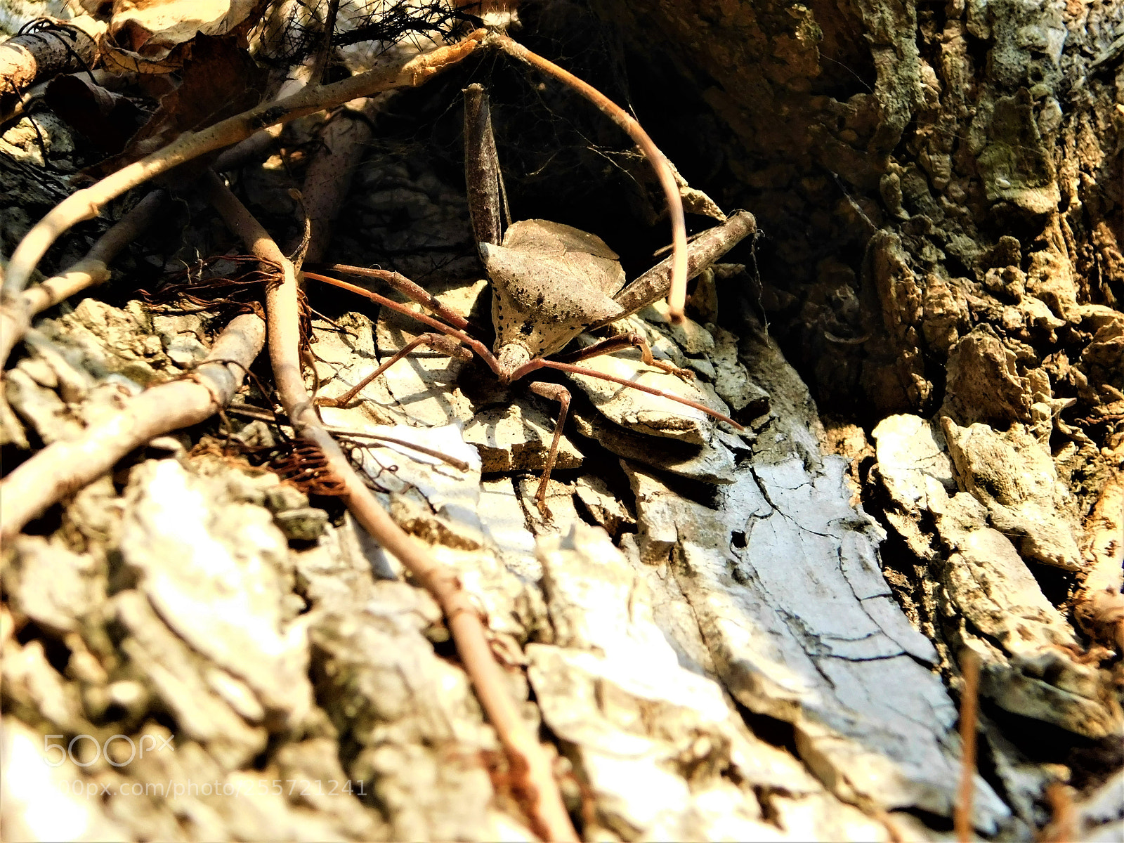 Nikon Coolpix B500 sample photo. () photography