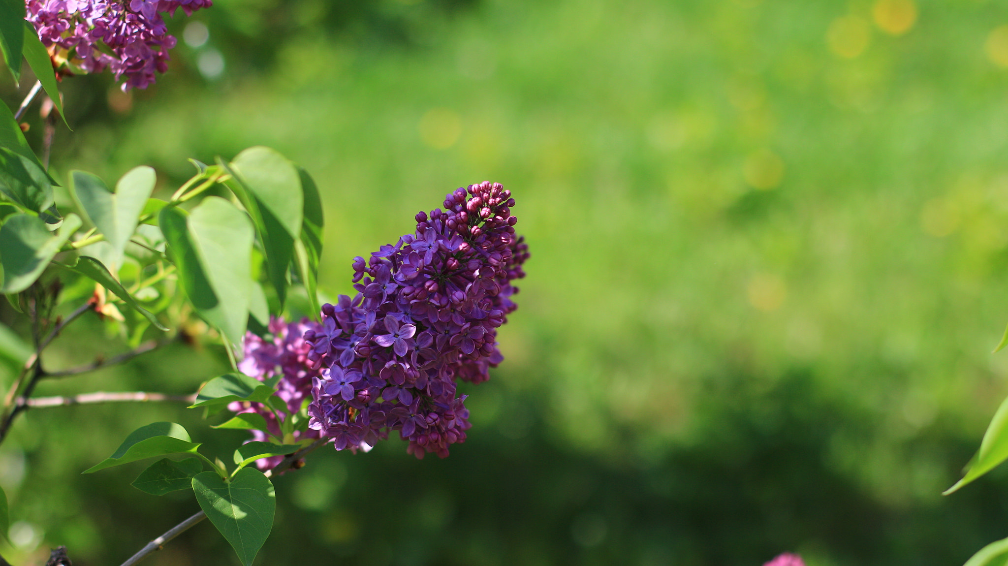 Canon EOS M + Canon EF 50mm F1.4 USM sample photo. Lilac blossom photography