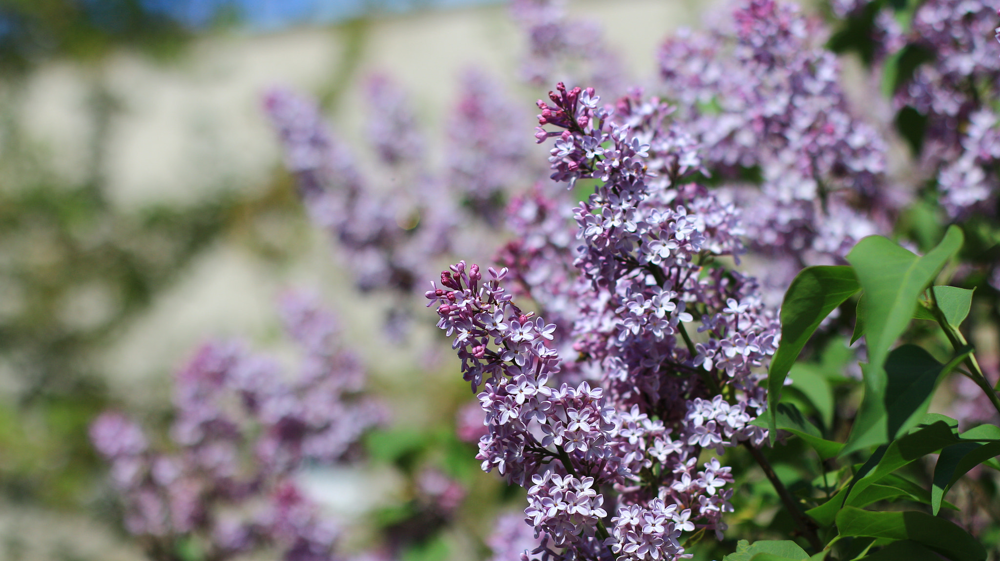 Canon EOS M + Canon EF 50mm F1.4 USM sample photo. Lilac blossom photography