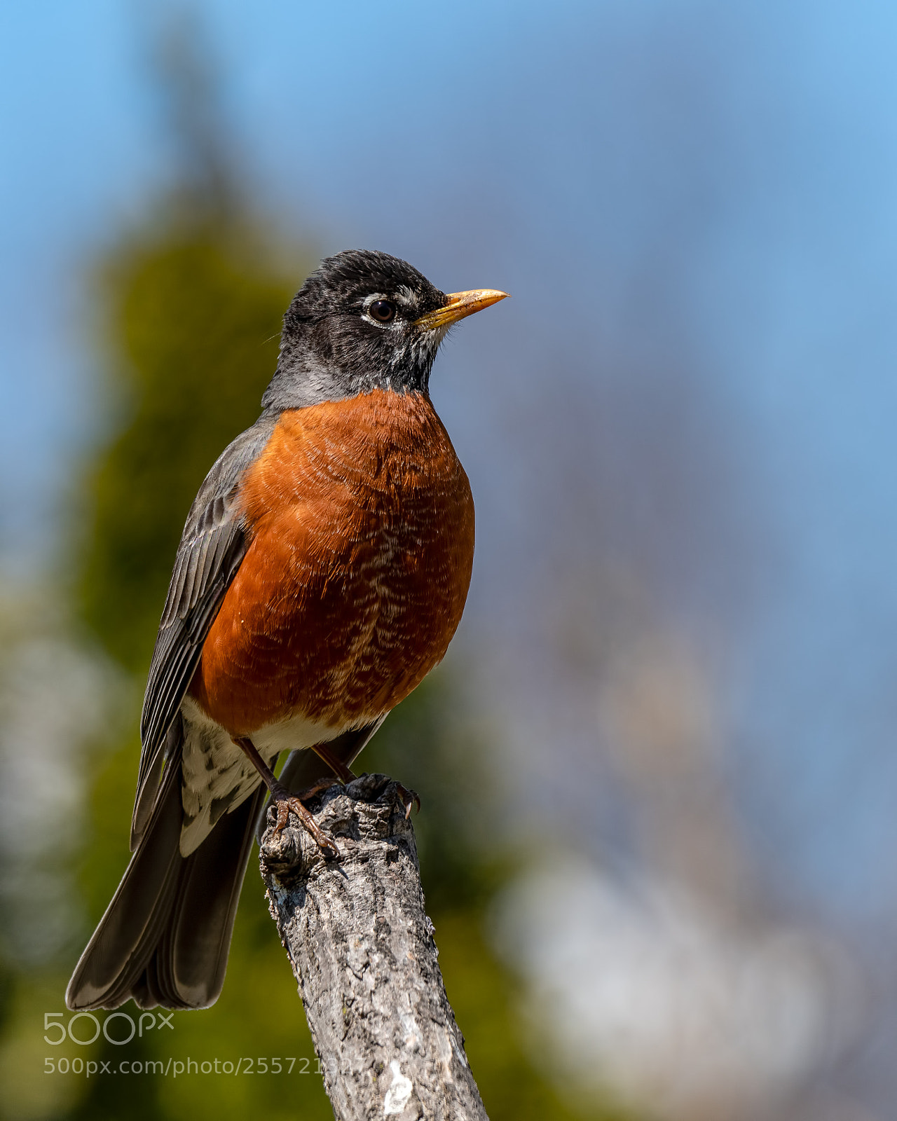 Nikon D850 sample photo. Robin photography