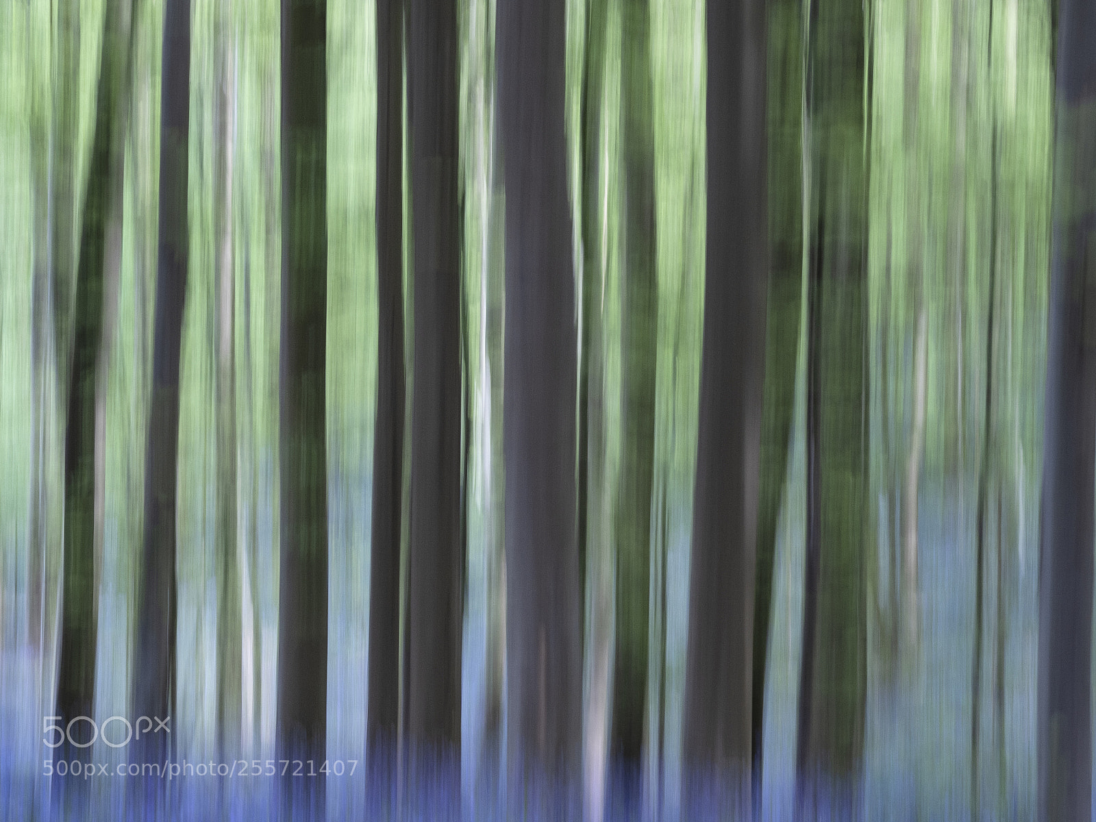 Olympus OM-D E-M5 II sample photo. Bluebell wood, belgium photography