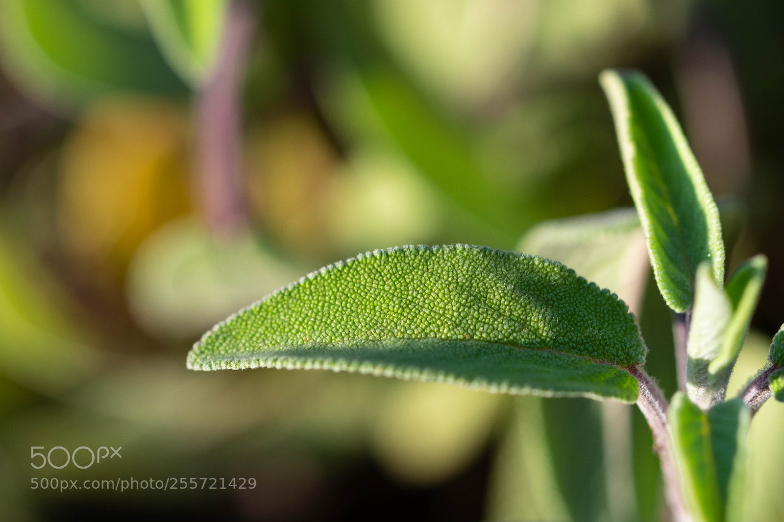 Fujifilm X-T20 sample photo. Test macro photography
