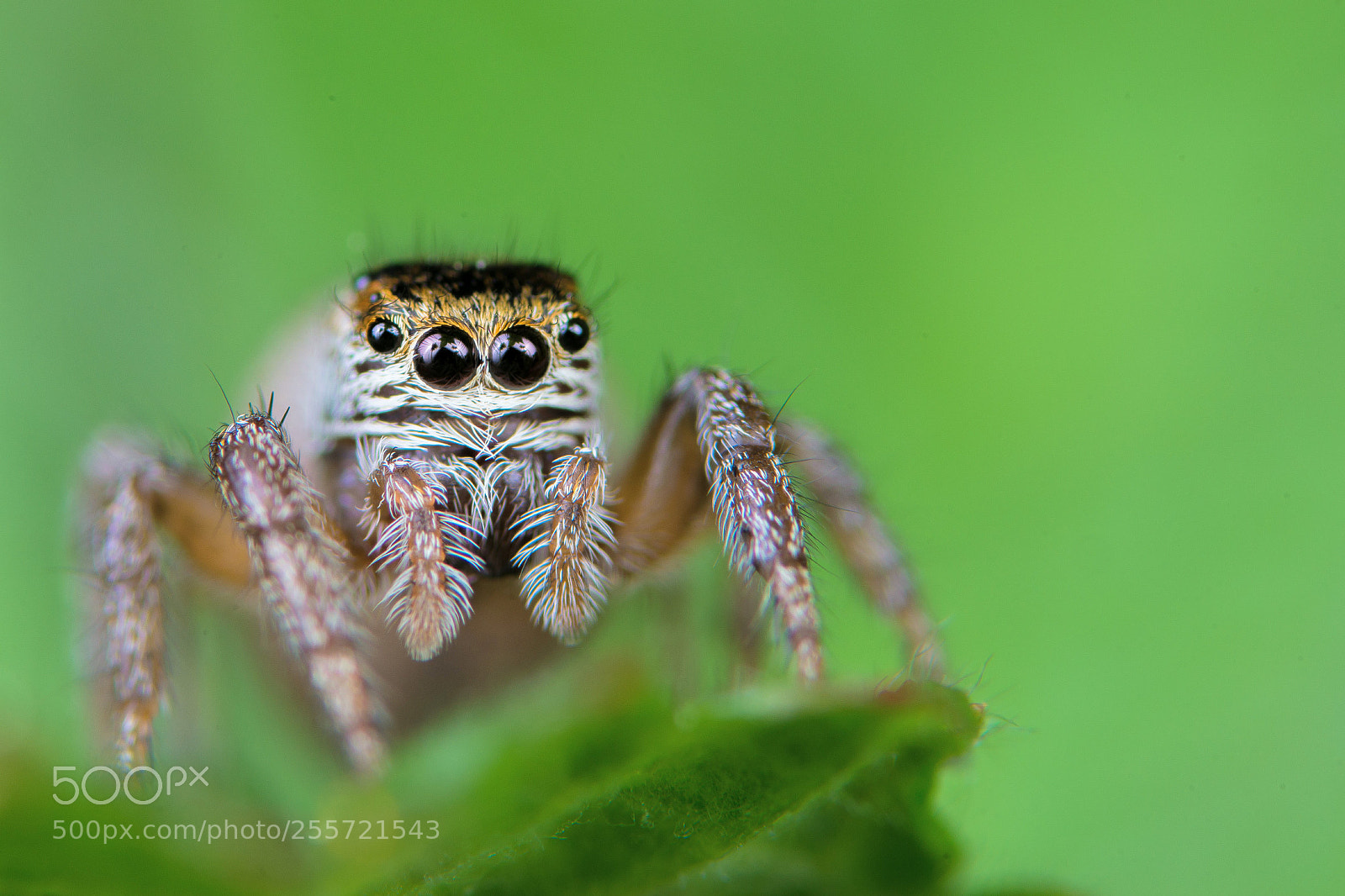 Sony SLT-A99V sample photo. Jumping spider photography