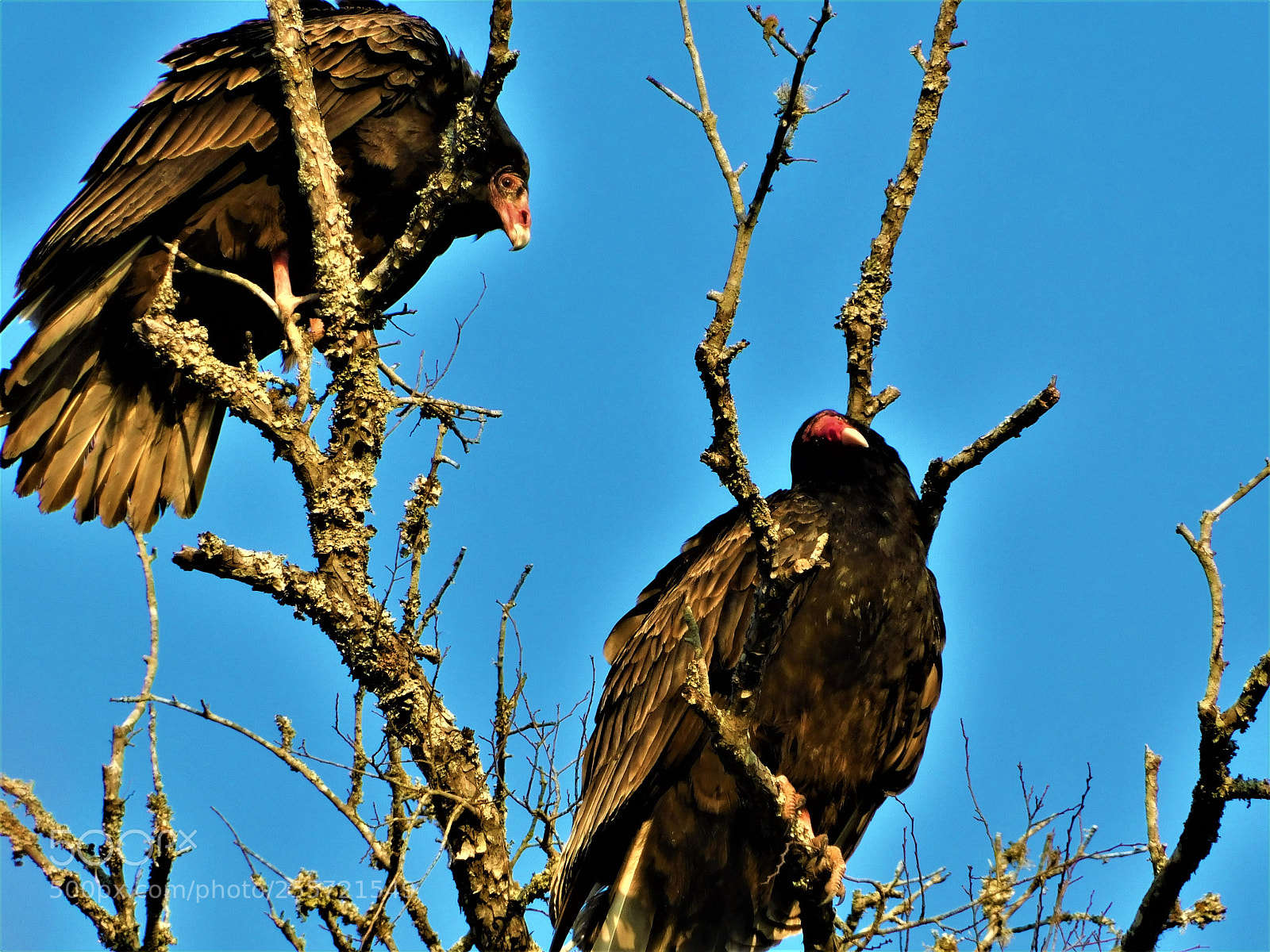 Nikon Coolpix B500 sample photo. () photography