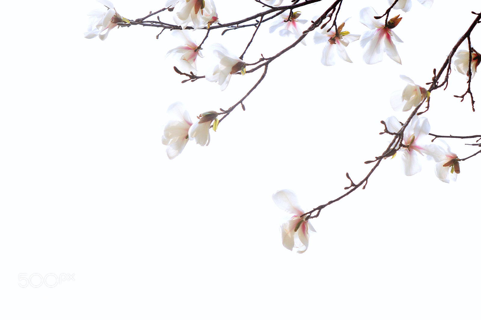Nikon D3200 sample photo. ✿pure white beauty ✿･ﾟ:✲ photography
