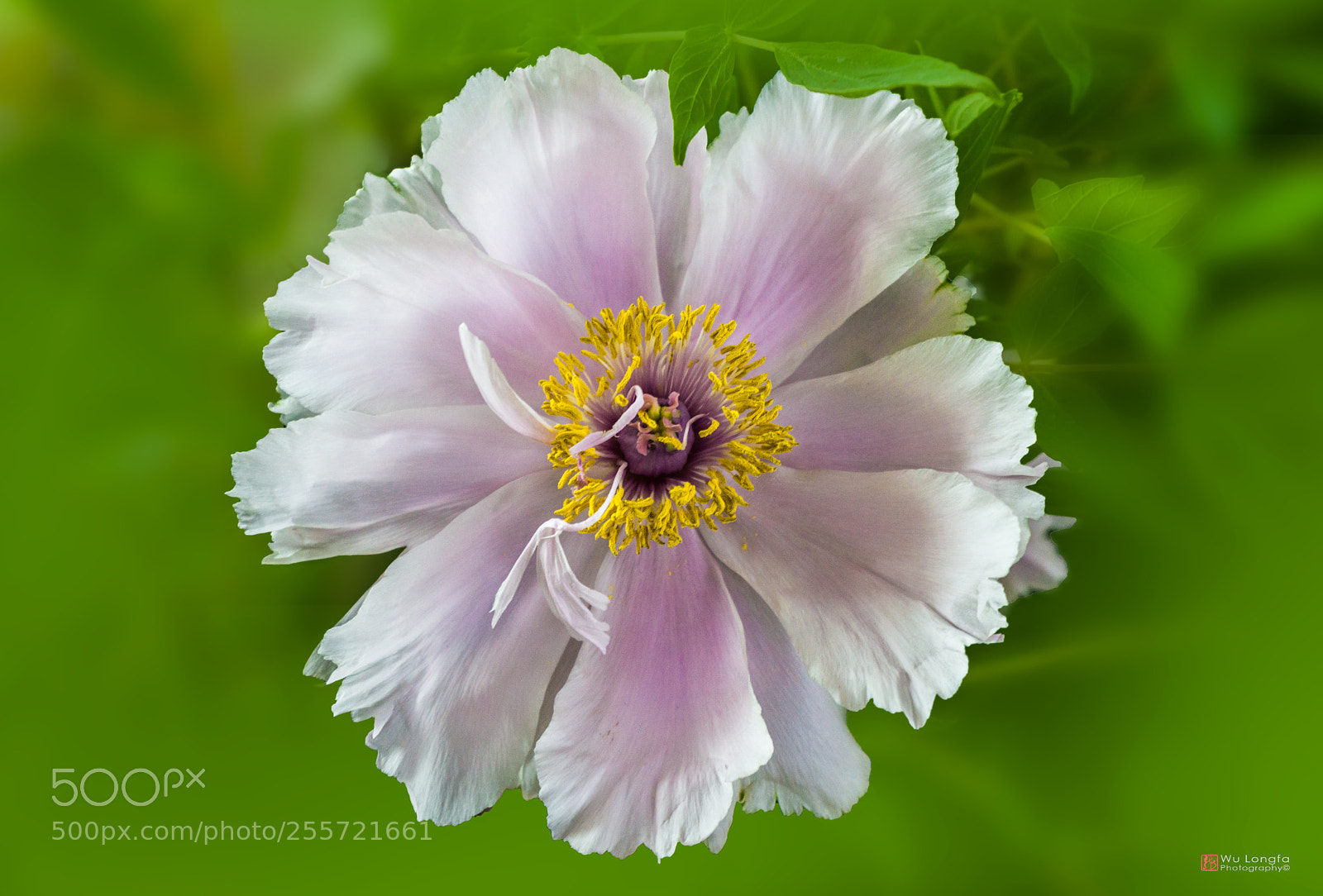 Sony a7 II sample photo. Peony photography
