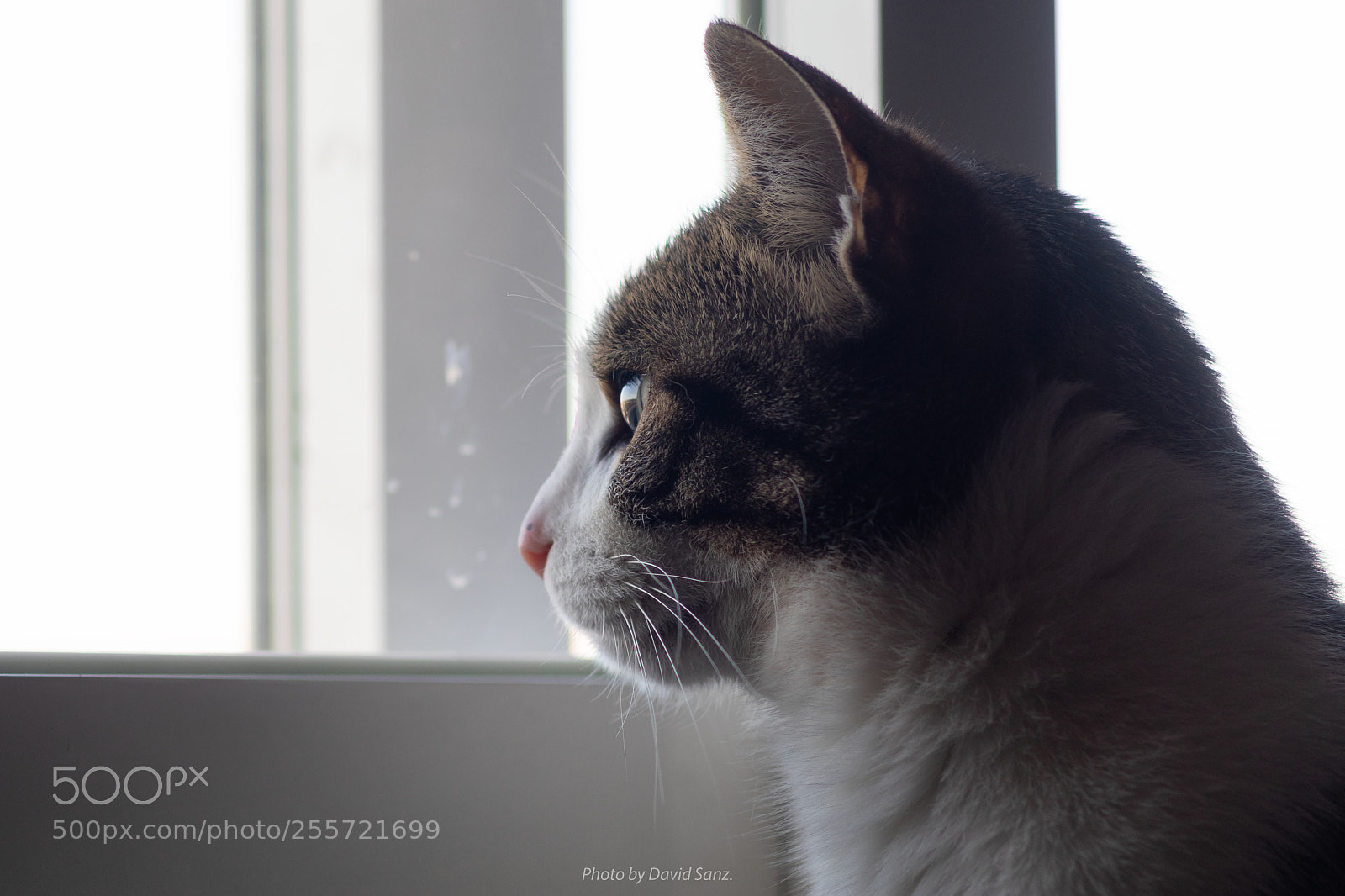Canon EOS 80D sample photo. Cat photography