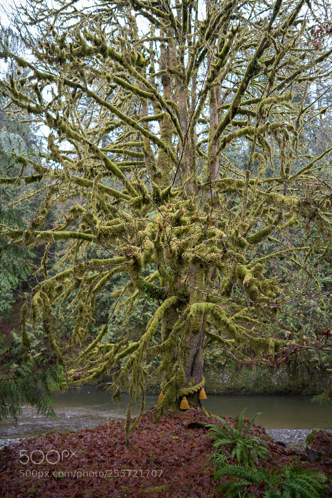 Sony a7R III sample photo. Sacred tree at tsubaki photography