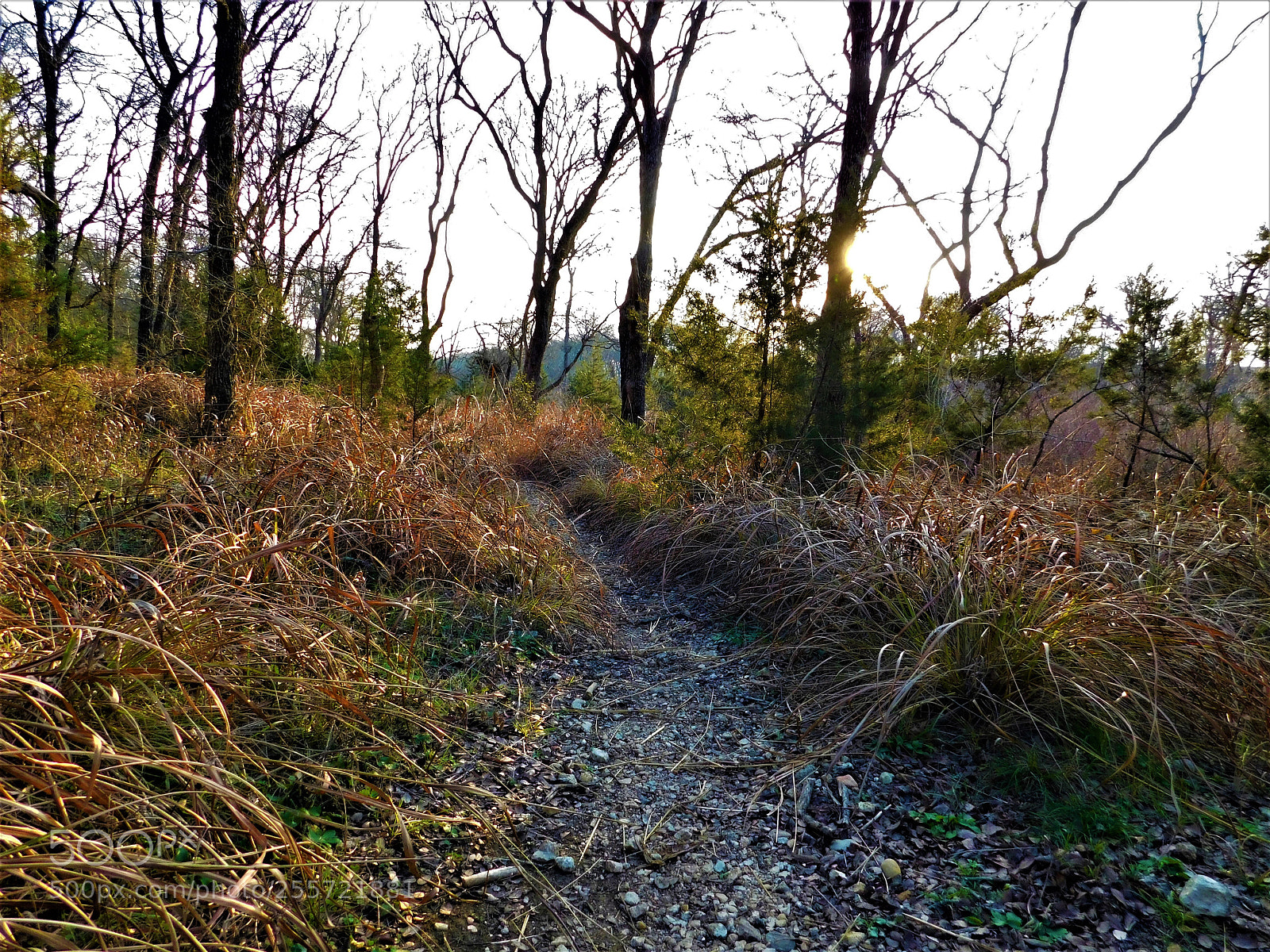 Nikon Coolpix B500 sample photo. () photography