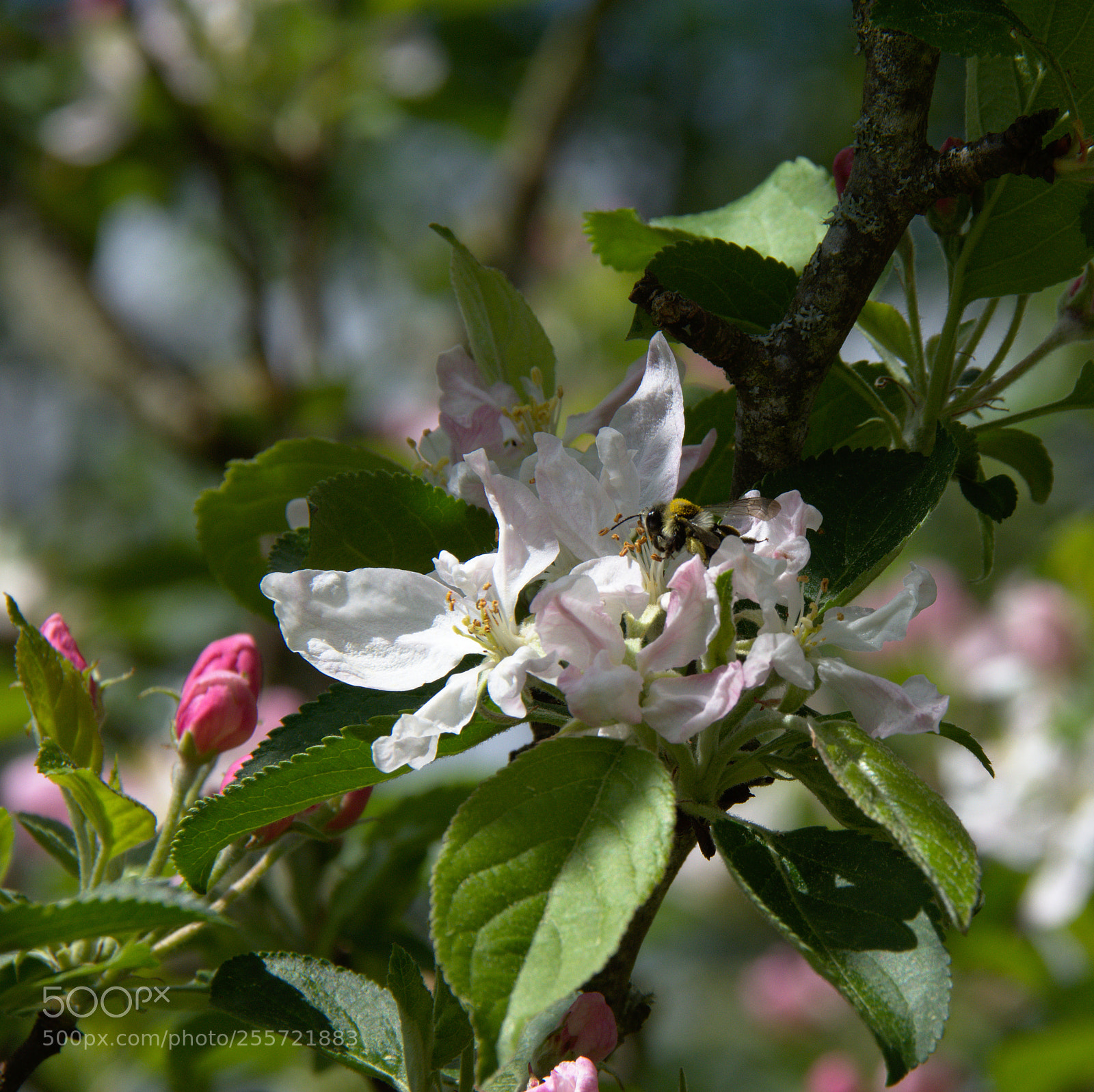 Nikon D7200 sample photo. Sex on the tree photography