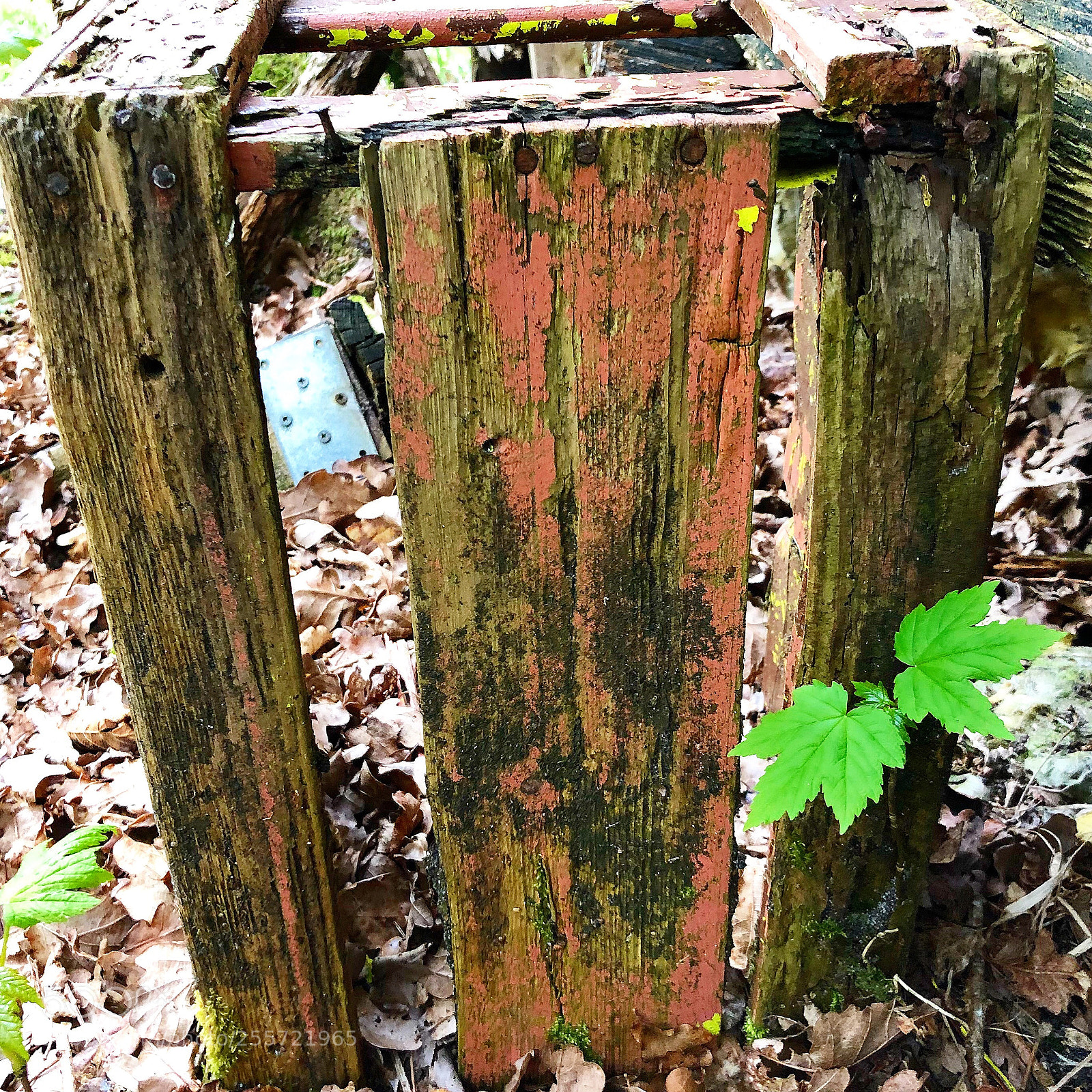 Apple iPhone 8 Plus sample photo. Old wood in the photography