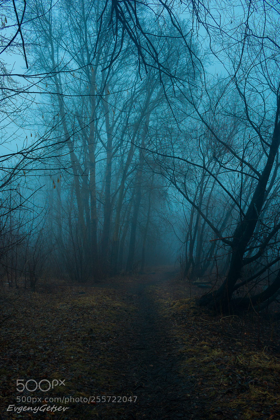 Nikon D3400 sample photo. Foggy photography