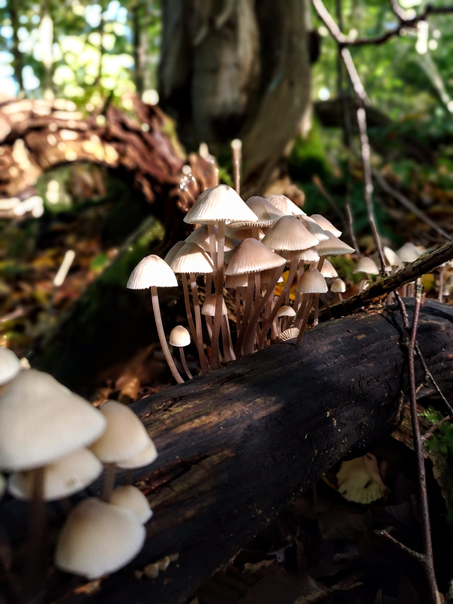 ASUS ZenFone 3 (ZE520KL) sample photo. Little mushroom photography