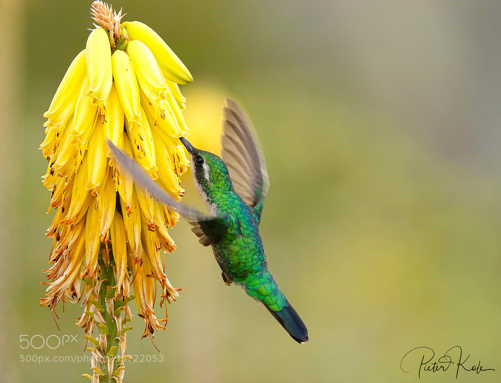 Sony Cyber-shot DSC-RX10 IV sample photo. Blue-tailed emerald hummingbird @ curacao photography