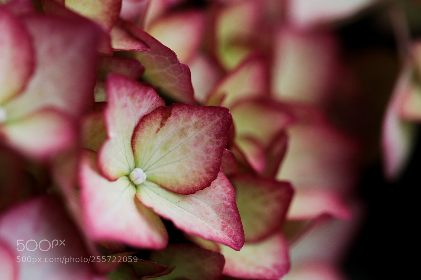 Canon EOS 70D sample photo. Untitled photography